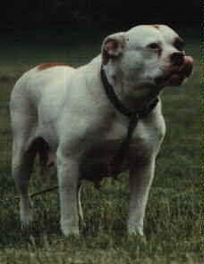 Maxwell's Lady aka Mama Belle
