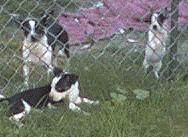 american tunnel terrier