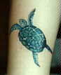 Small sea turtle.