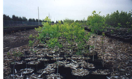 growingout3.JPG (46738 bytes)