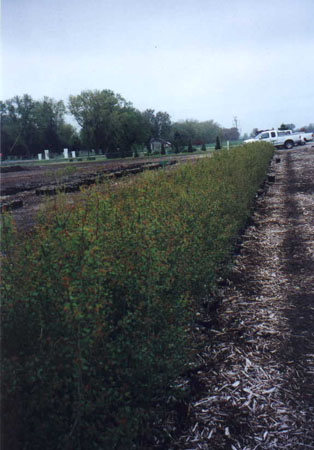 growingout4.JPG (42342 bytes)