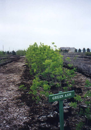 growingout5.JPG (45531 bytes)