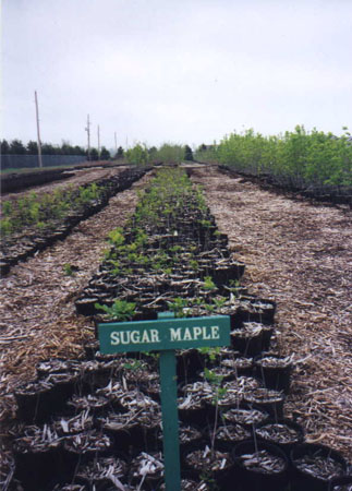 growingout6.JPG (53105 bytes)