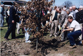 kufcplanting4.jpg (33237 bytes)