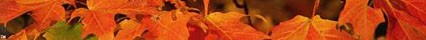 mapleleaves.JPG (9177 bytes)
