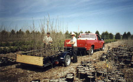pickuptrees.JPG (45937 bytes)