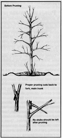 planting11.GIF (69910 bytes)
