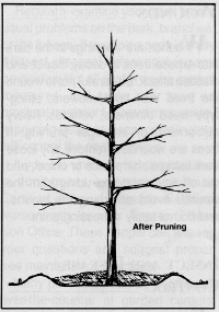 planting12.GIF (43225 bytes)