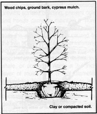 planting2.GIF (39854 bytes)