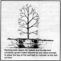 planting3.GIF (34908 bytes)