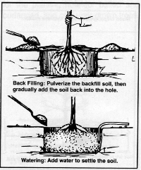 planting4.GIF (43087 bytes)
