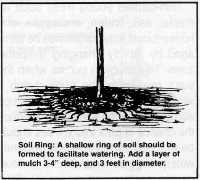 planting5.GIF (31905 bytes)