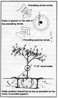 planting7.GIF (55589 bytes)