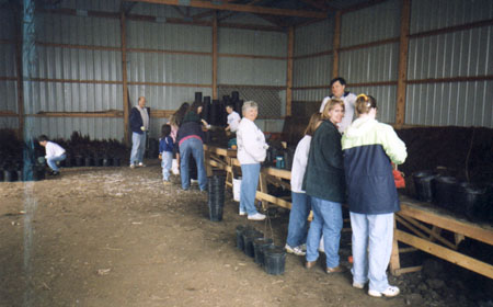 pottingday1.JPG (38303 bytes)