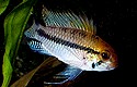 A. luelingi