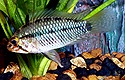 A. resticulosa