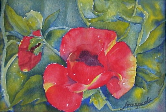 Poppies