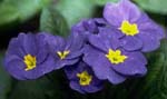 Image of Primroses