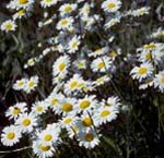 Image of Daisies