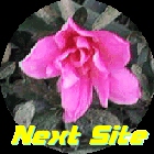 Next Site