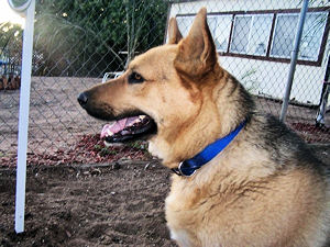 Cali in the back yard
