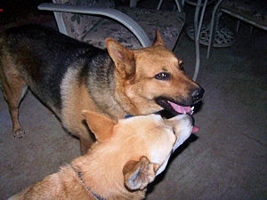 Cali and Sadie on the patio