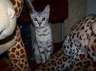 Cleo
