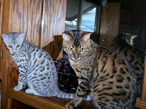 Kobe and Liberty December 2007