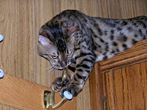 Kobe 1 year old