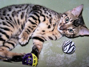 Kobe 3 months old