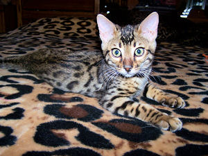 Kobe 3 months old