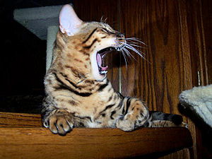 Kobe yawning or laughing?