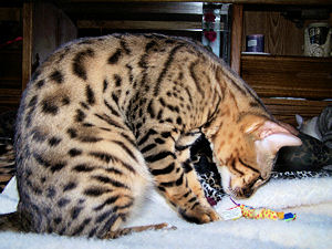 Kobe with his toy