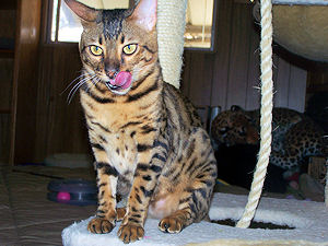 Kobe 1 year old