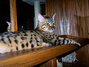 Kobe 1 year old