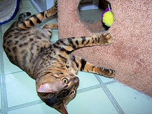 Kobe playing