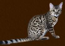 Kobe Brown Spotted Bengal