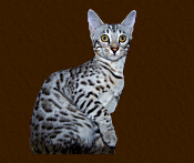 Liberty Silver Spotted Bengal