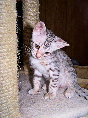 Liberty 7 weeks old