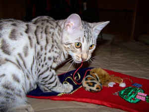 Liberty on Christmas day 2007