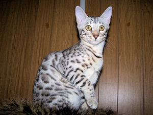 Liberty being oh so dainty! @ 5 months old