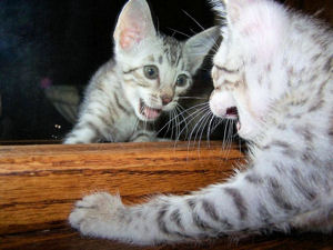 Liberty looking in the mirror