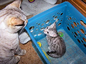 Liberty and Chloe' getting to know each other