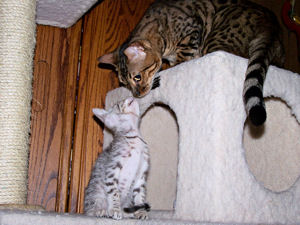 Liberty and Kobe getting to know each other