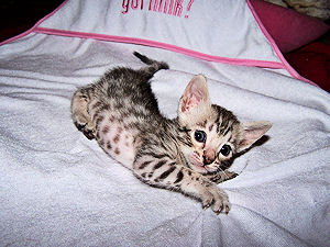 Liberty 3 weeks old