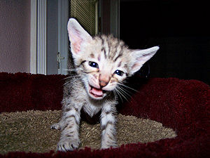 Liberty 3 weeks old