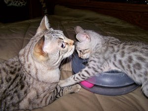Liberty and Chloe' playing together