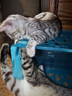 Liberty and Chloe' 
