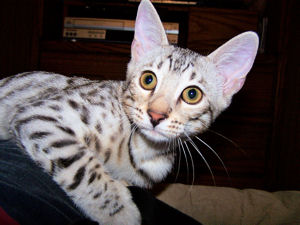 Liberty sitting on my leg.....nice shot huh?