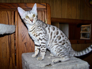 Liberty up on the kitty condo 5 months old